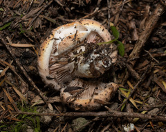 Lactifluus clarkeae