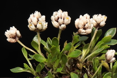 Alternanthera lupulina