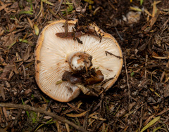 Lactifluus clarkeae