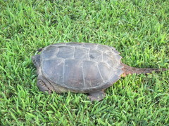 Chelydra serpentina