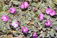Astragalus dillinghamii