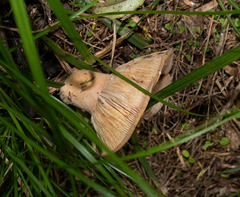 Lactifluus clarkeae