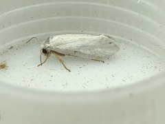 Tegeticula yuccasella