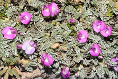 Astragalus dillinghamii