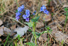 Pulmonaria angustifolia
