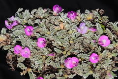 Astragalus dillinghamii