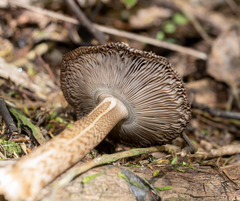 Amanita pekeoides