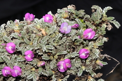 Astragalus dillinghamii