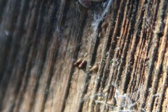 Lepidocyrtus paradoxus