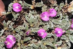 Astragalus dillinghamii