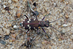 Cicindela hybrida