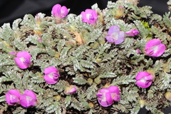 Astragalus dillinghamii