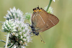 Satyrium w-album