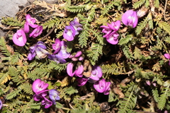 Astragalus dillinghamii