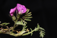 Astragalus dillinghamii