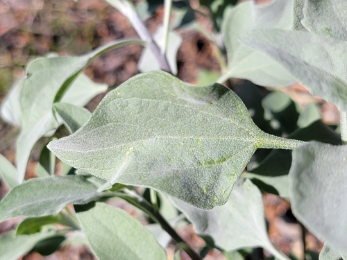 Encelia farinosa