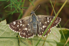 Muschampia tessellum