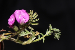 Astragalus dillinghamii