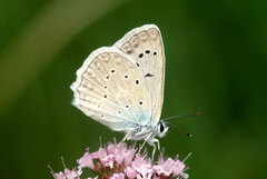 Polyommatus daphnis