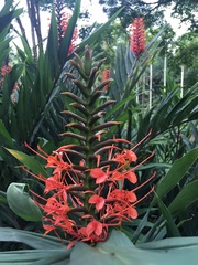 Hedychium coccineum