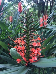 Hedychium coccineum