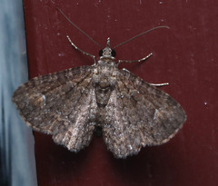 Pasiphilodes testulata