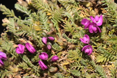 Astragalus dillinghamii