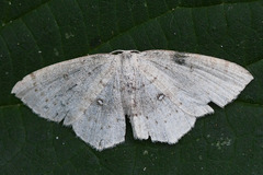 Cyclophora albipunctata