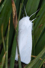 Spilosoma urticae