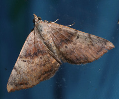 Chrysolarentia
