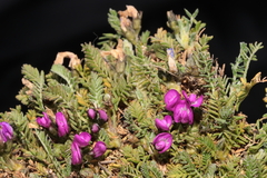 Astragalus bryogenes