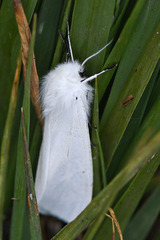 Spilosoma urticae