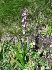 Gymnadenia
