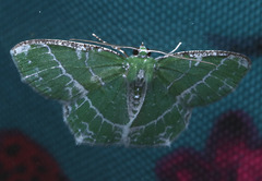 Eucyclodes insperata