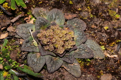 Astragalus dillinghamii