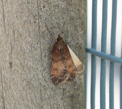 Eudonia asterisca