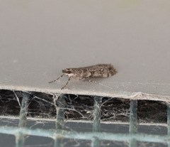 Eudonia submarginalis