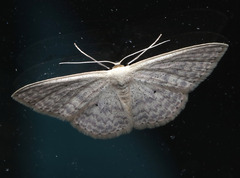 Scopula optivata