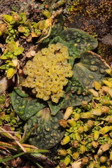 Astragalus dillinghamii