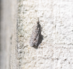 Eudonia submarginalis