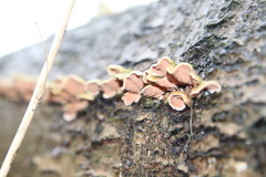 Steccherinum bourdotii