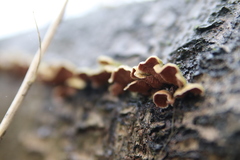 Steccherinum bourdotii