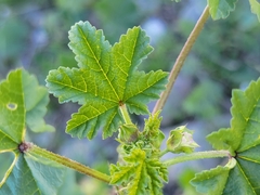 Malva parviflora