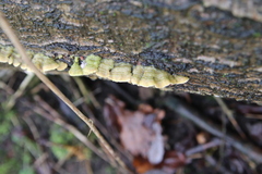 Steccherinum bourdotii