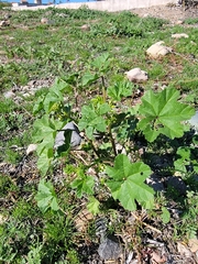 Malva parviflora