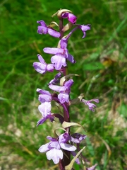 Gymnadenia
