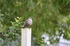 Cinclodes patagonicus