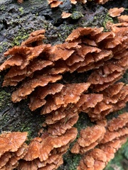 Cerrena zonata