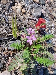 Erodium