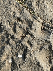 Schizocephala bicornis